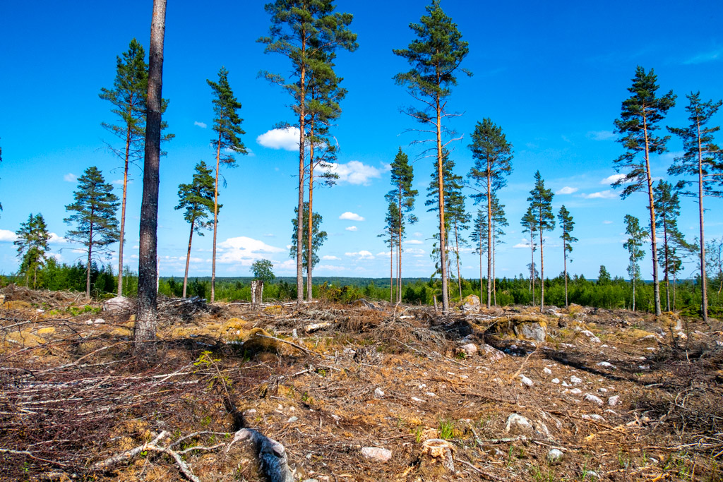 Kalhygge på midsommarvandring från Hälleforsnäs till Katrineholm