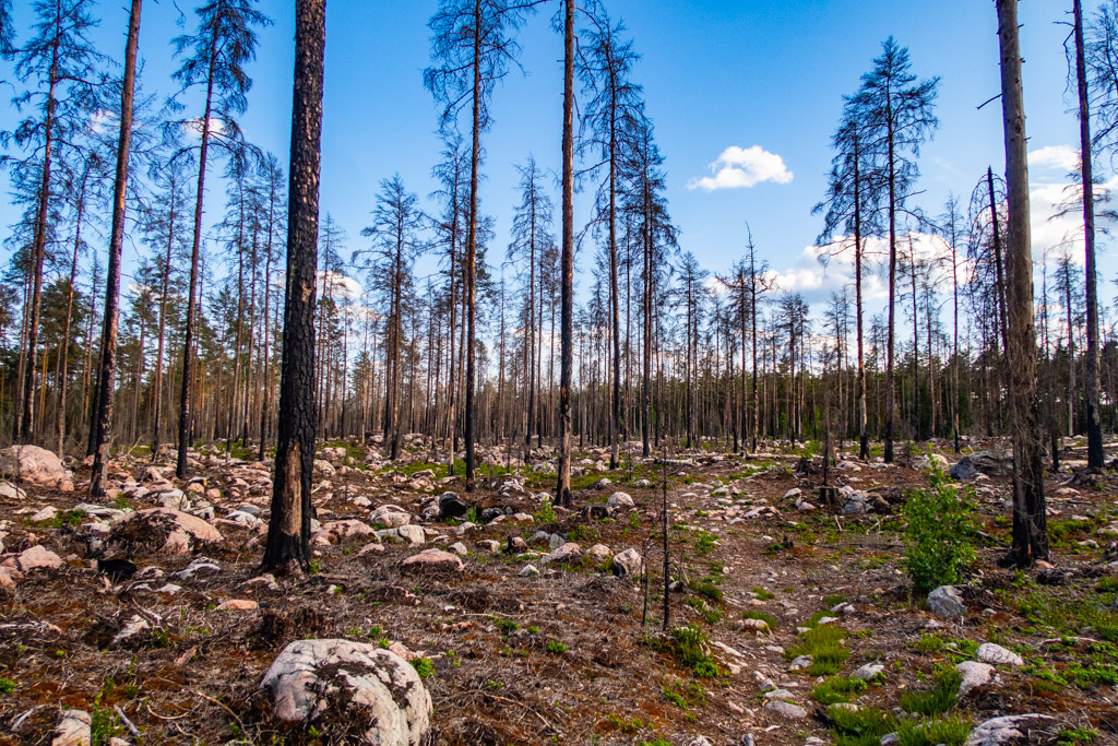 Brunnet område i skogen