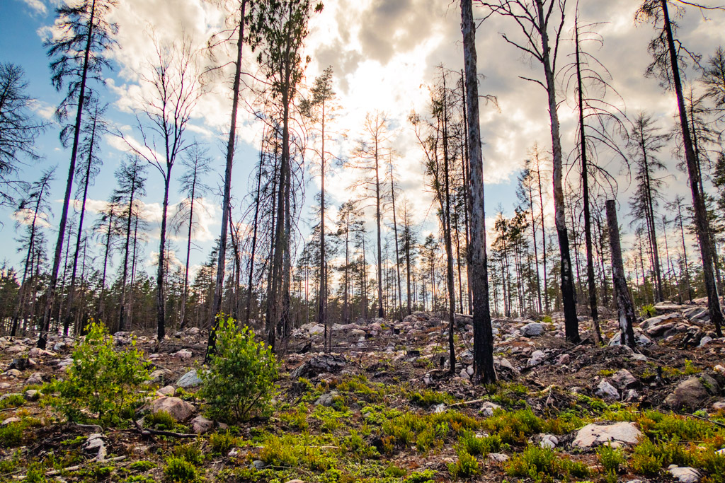 Relativt ny skogsbrand, där solen strålar genom molnen