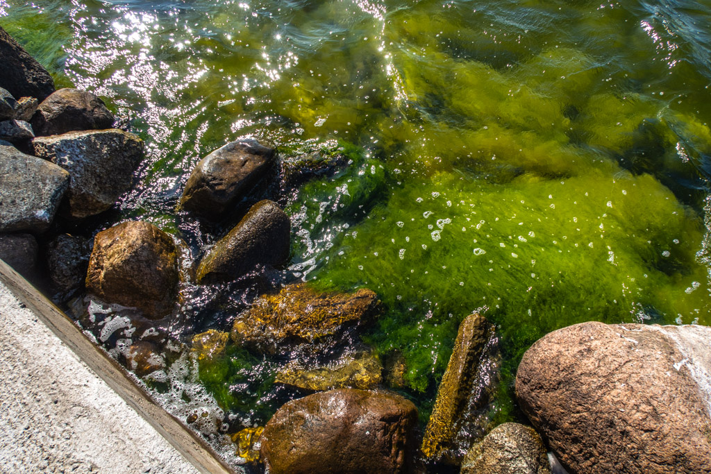 Gröna växter i vattnet vid Seby badplats på Öland
