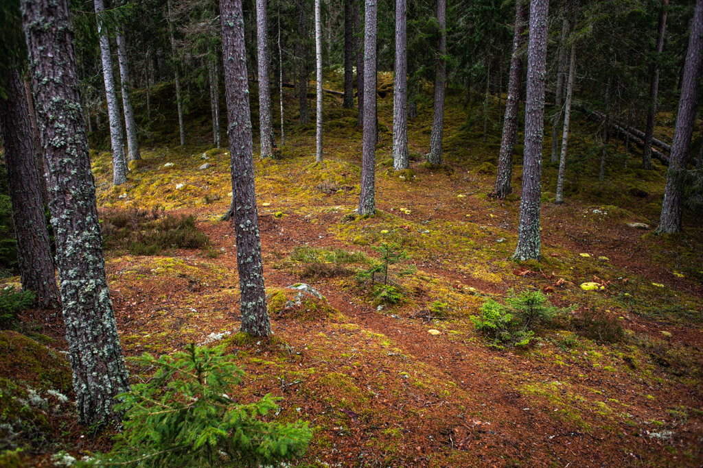 Öppna ytor mellan tallar i skogen, perfekta för tält eller hängmatta.