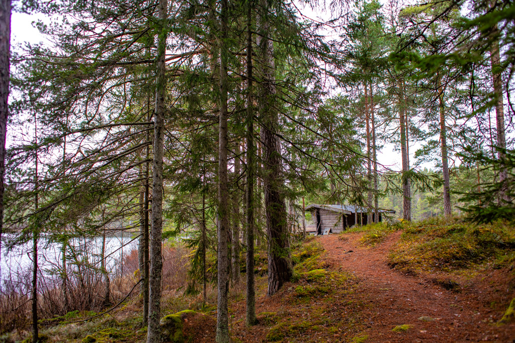 Stig i tallskog leder fram till vindskydd vid Strussjön.