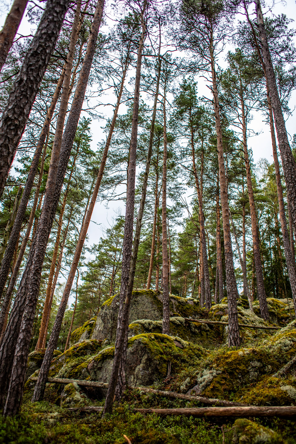 Långa, samla tallar växer i gammal skog med mossa och lav på stenarna.
